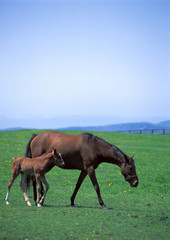 Canvas Print - Thoroughbred