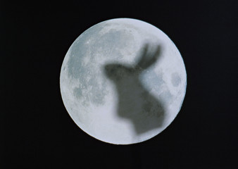 Poster - Rabbit and the moon