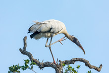Wood Stork Scratches An Itch With Its Pink Feet.