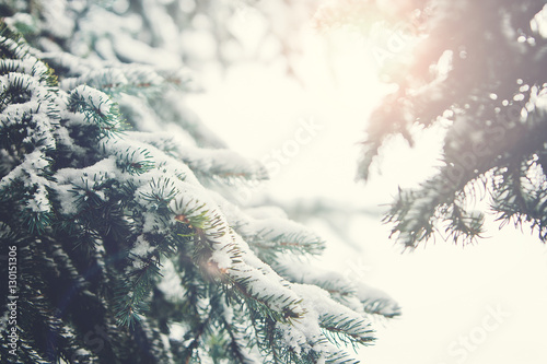Fotografie, Obraz Fir Branch With Snow And Sun Flare During Winter