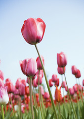 Canvas Print - Tulip field