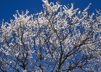 Canvas Print - Cherry Blossom