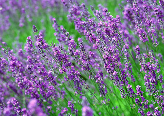 Sticker - Lavender Field