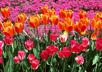 Canvas Print - Tulip Field