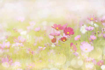 Wall Mural - Cosmos flower picture in the form of a double-exposure.