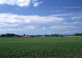 Poster - Potato Field