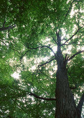 Sticker - Sunlight Streaming Through the Leaves of Trees