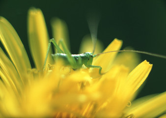 Canvas Print - Dandelion and Grasshopper