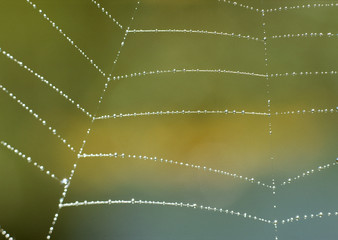 Canvas Print - Cobweb