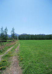 Wall Mural - Pasture