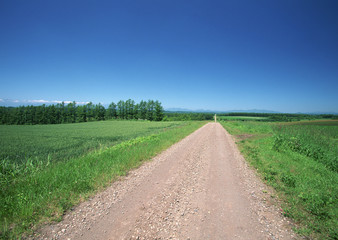 Wall Mural - Road