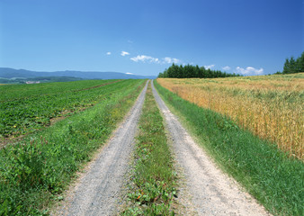 Wall Mural - Field