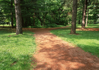 Wall Mural - Forest and Road