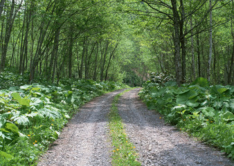 Wall Mural - Forest and Road