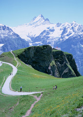 Wall Mural - Schreckhorn