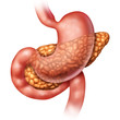 Pancreas Medical Concept