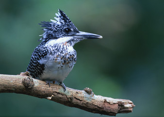 Wall Mural - Greater Pied Kingfisher