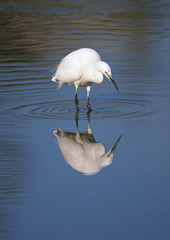 Wall Mural - Little Egret