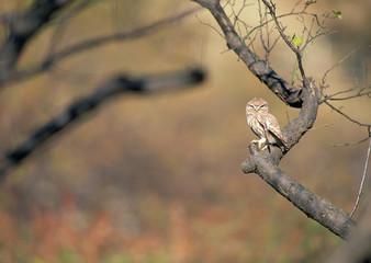 Canvas Print - Little Owl