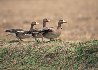 Poster - White-fronted Goose