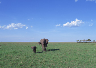 Wall Mural - African Elephants