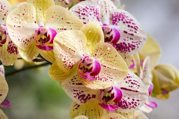 Wall Mural - yellow and purple orchid flower blooming in the garden