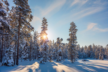 Wall Mural - winter snowy landscape with sun and snow covered trees