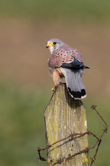 Wall Mural - kestrel perched on a fence post looking over its shoulder with green grass field in background.