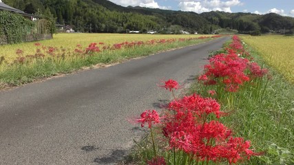 Sticker - 田園地帯の中の道の脇に咲くマンジュシャゲの花