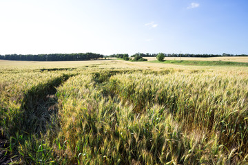 Wall Mural - road with battered ears of wheat through a field
