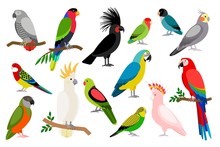 Tropical Parrot Set With Colored Feathers And Wings. Vector Cartoon Parrots Isolated On White Background