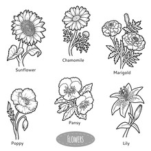 Vector Set Of Flowers, Black And White Collection