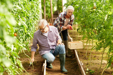 Canvas Print - senior couple working at farm greenhouse