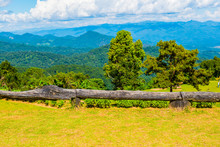 Logs For Sitting At Huai Nam Dang National Park