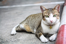 Adorable Cat Laying On Concrete