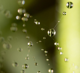 water droplets on a spider web in nature