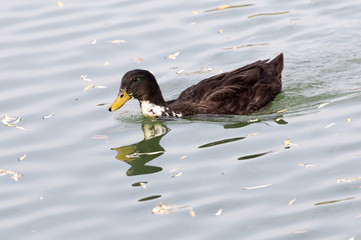 duck on the lake in autumn