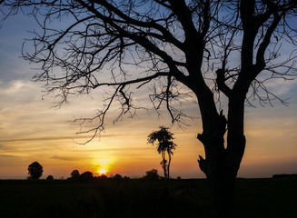 Wall Mural - landscape magical sunrise sky with winter silhouette dry tree tr