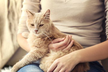 Wall Mural - Cute cat with its owner at home, close up view