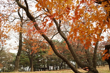autumn foliage