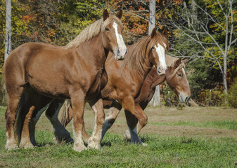 Wall Mural - Draft Horses running across grass paddock