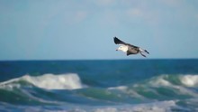 Ocean seagull gull super slow motion
