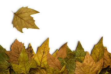 dry leaves on white