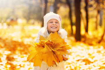 Wall Mural - Cute little girl gathering leaves in autumn park on sunny day