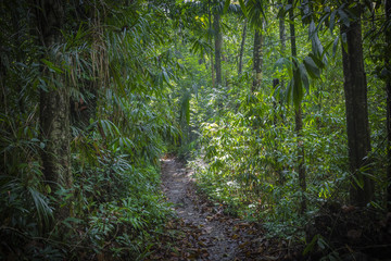 Canvas Print - Path in the jungle. Sinharaja rainforest in Sri Lanka.
