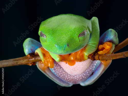 The Red Eyed Tree Frog The Frog Sleeping On The Branch Hanging