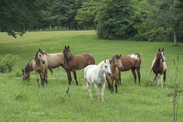 Wall Mural - Horse herd with mixed breeds in lusg grass