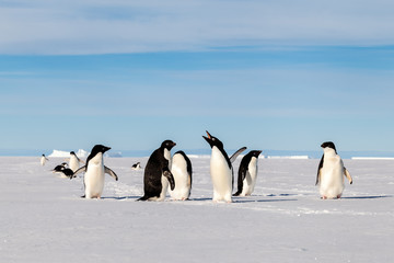 Wall Mural - Yelling Adelie penguin with friends