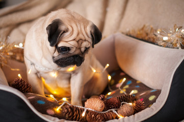 Wall Mural - christmas dog pug garland cone in bed on christmas holidays