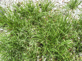 Fototapeta  - Annual meadow grass or blue grass
